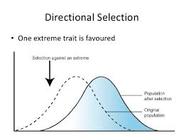 <p>individuals that display a more extreme version of a traits have greater fitness than individuals with an average form of the trait</p><ul><li><p>Population includes more individuals with the most extreme version of a trait</p></li></ul><p></p>