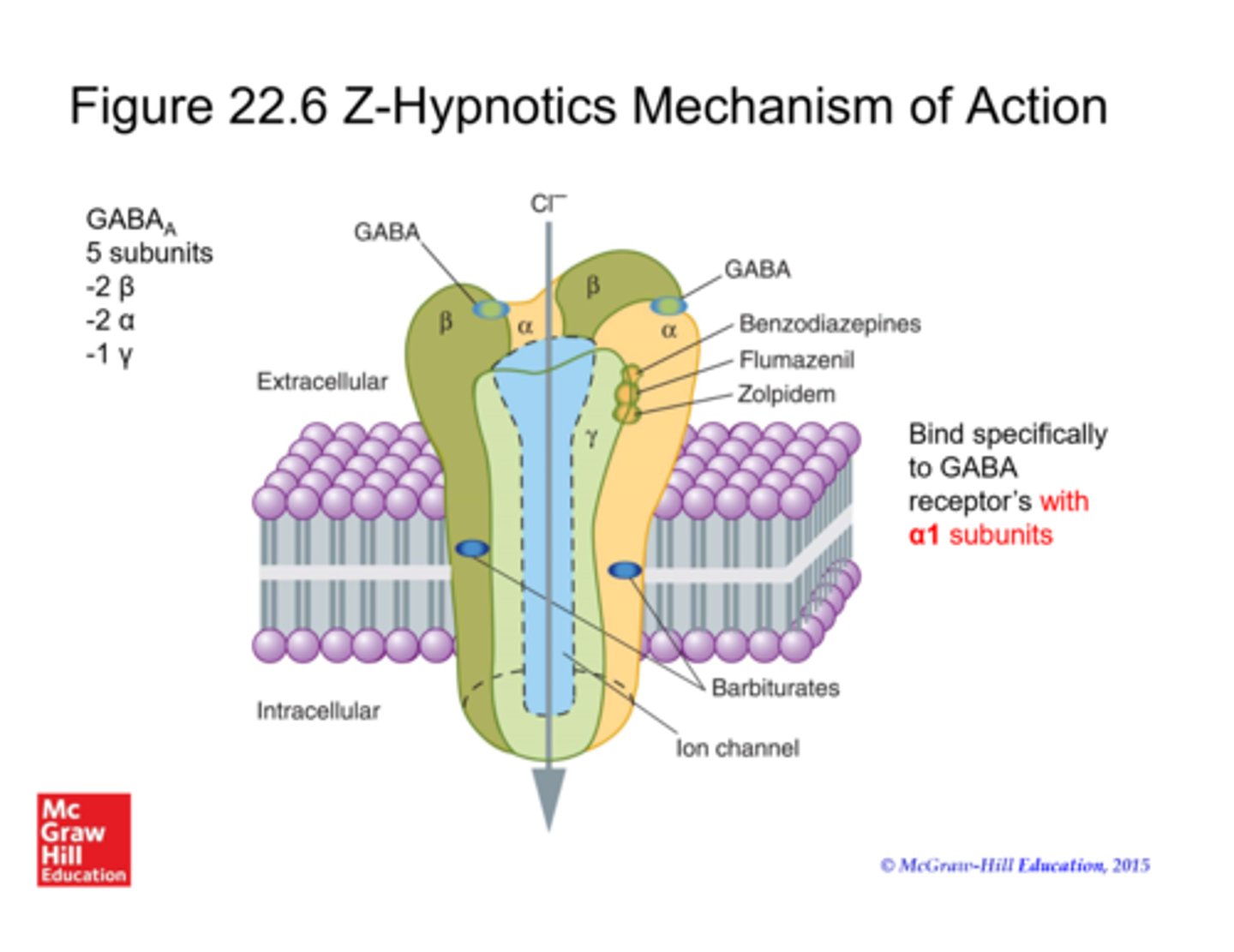 <p>similar to benzos, has increased specificity for GABAa1 receptors and LESS MUSCLE RELAXANT ACTIVITY (=less potential for respiratory depression, the diaphragm is a muscle!!)</p><p>commonly used for insomnia: zolpidem (Ambien)</p><p>caution: pregnancy C, dizziness/drowsiness, abuse potential, sleep related behaviors (eating, walking, sex)</p>