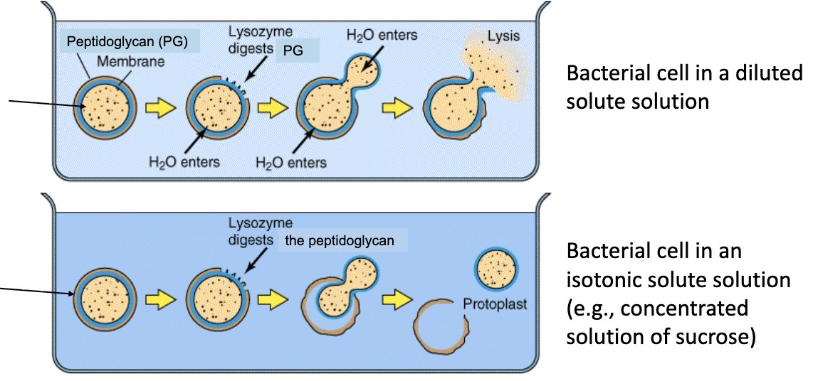 <p>When this occurs, lysozyme is produced as an enzyme for the first line of defense. The cell ends up breaking because of too much pressure, and water moves via osmosis. Peptidoglycan is like a tire that keeps the pressure in. With rod shapes, peptidoglycan keeps it in the rod shape, but when the shape is lost, protoplast becomes spherical. </p>