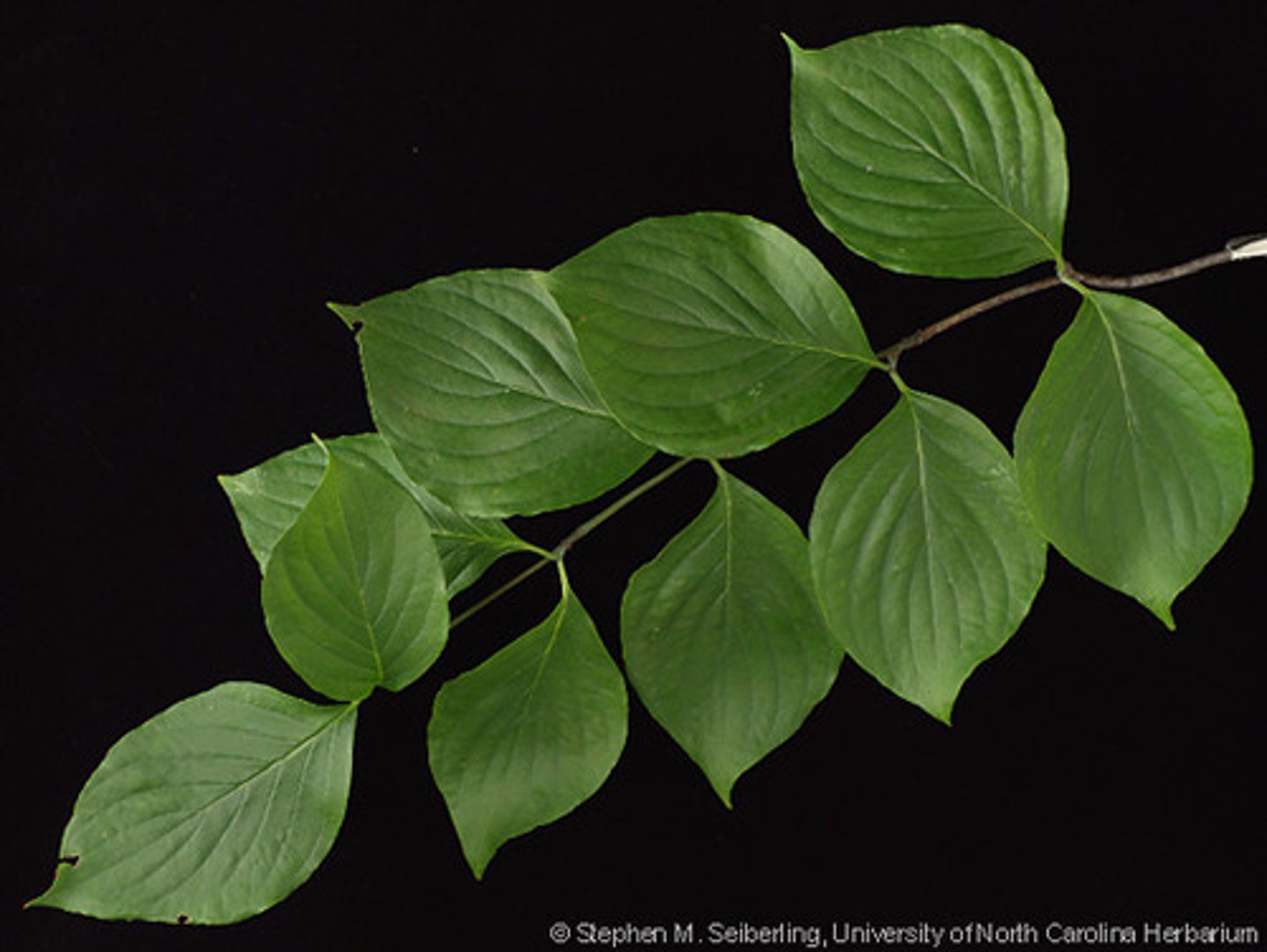 <p>deciduous shrub or small tree, opposite leaves, simple, and oval-shaped with wavy or smooth margins, with arching veins,</p>