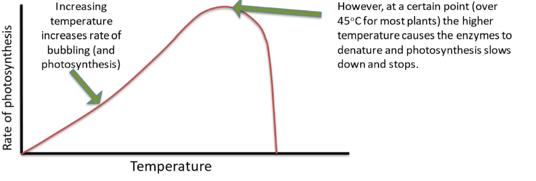 <p>Increased temperature increases rate of photosynthesis, but up until a certain point. The temperature exceeds the optimum temperature, causing the enzymes to denature. Therefore the rate of photosynthesis rapidly decreases and stops.</p>