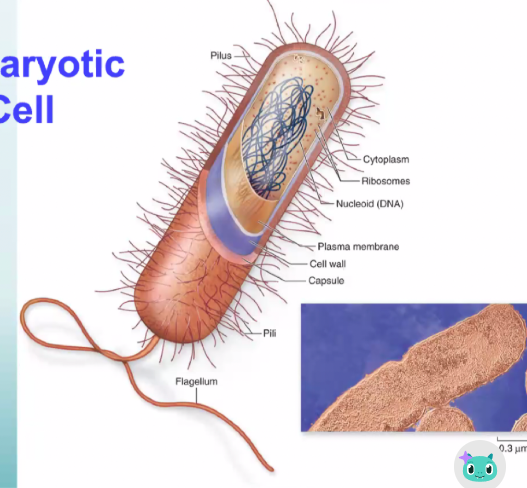 <p><span>What kind of cell is this?</span></p>