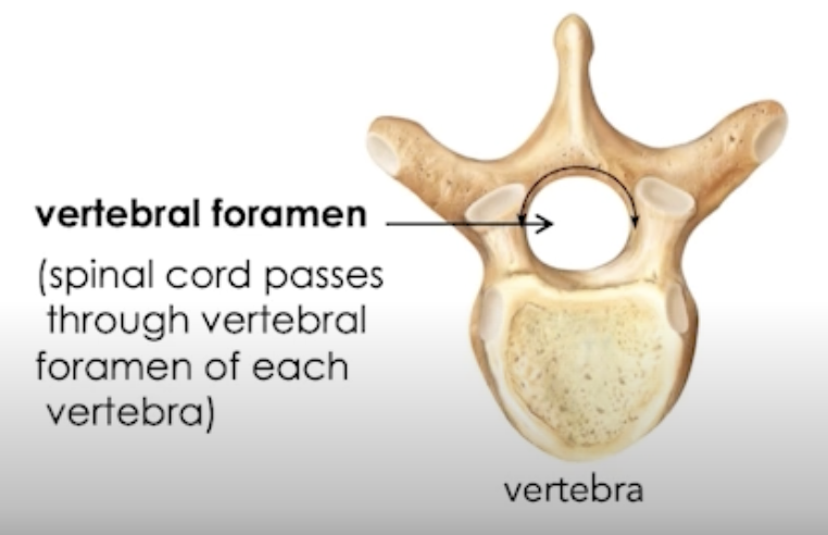 <p>Long, thin and delicate tubular structure</p><ul><li><p>Protected by the vertebral column, passes through the vertebral foramen </p></li><li><p>ends at L1-2</p></li></ul><p></p>