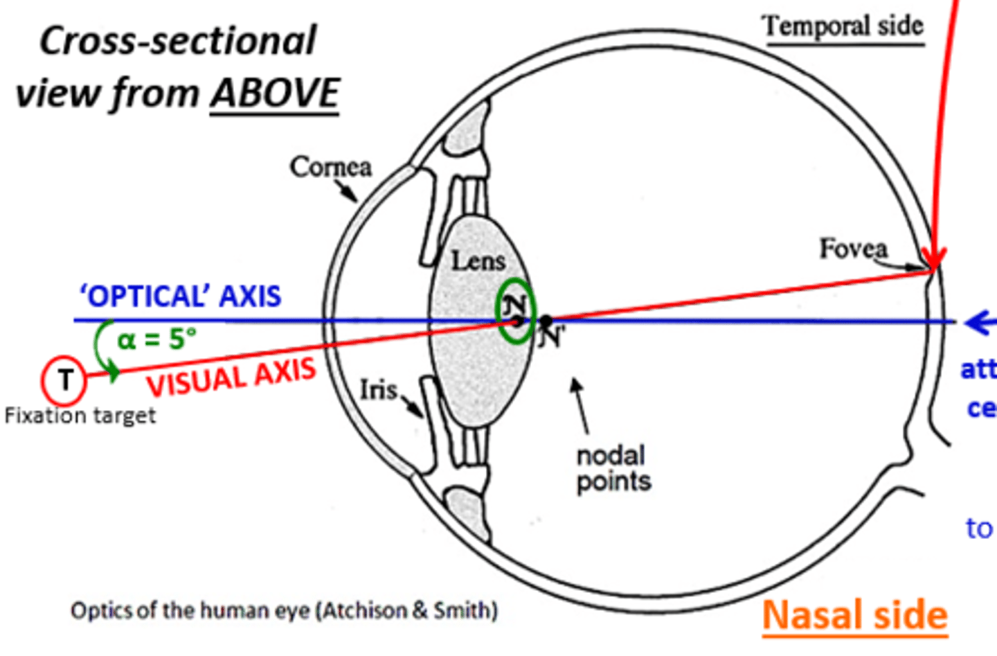 <p>Nasal</p>
