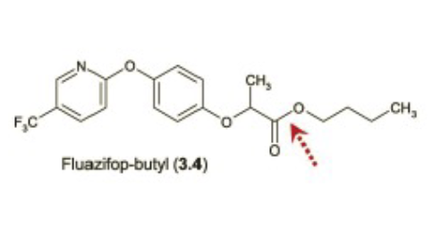 <p>Name Enzyme</p>