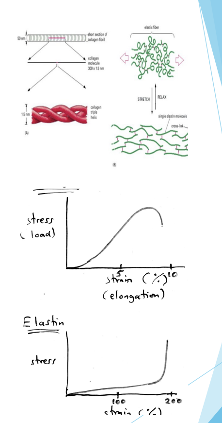 <p>Response of Tissues to Stress</p>