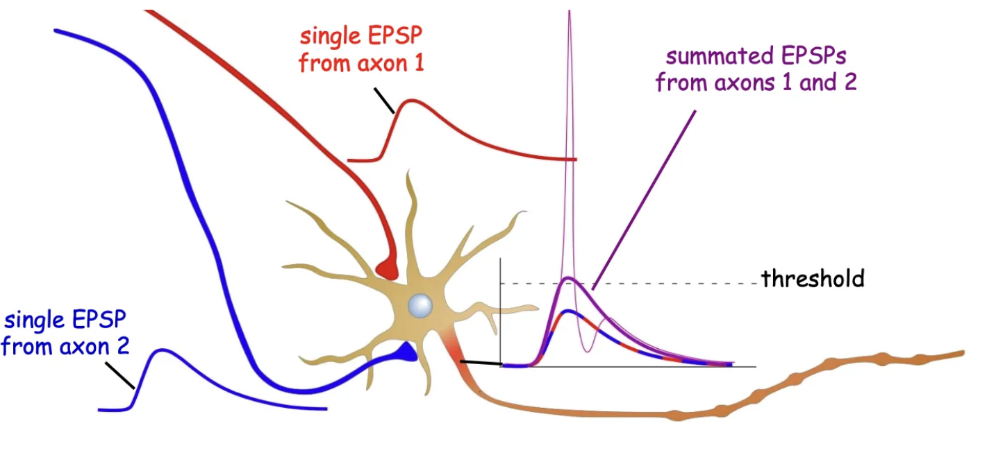 <ul><li><p>Occurs when multiple excitatory postsynaptic potentials (EPSPs) from different locations on the neuron combine.</p></li><li><p>The combined effect of these signals can bring the membrane potential to threshold, triggering an action potential.</p></li><li><p>Helps integrate signals from various synaptic inputs.</p></li></ul><p></p>