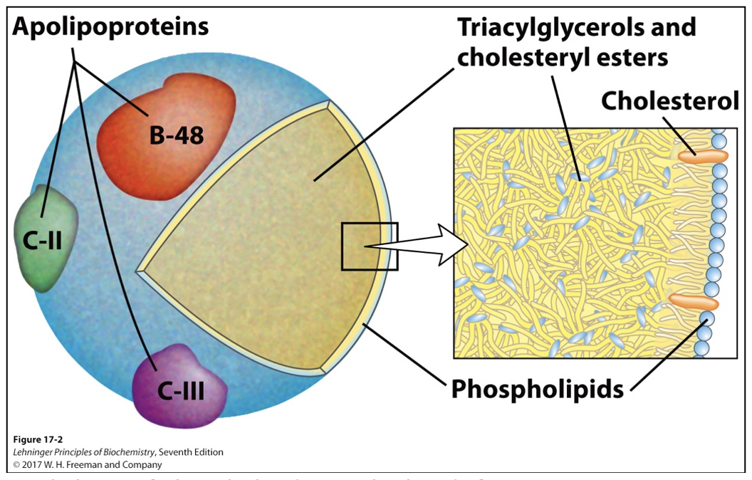 <p><span>&nbsp;&nbsp;&nbsp;&nbsp;</span></p><ul><li><p class="MsoListParagraphCxSpMiddle"><span>Single layer of phospholipids -&gt; polar heads facing water</span></p></li><li><p class="MsoListParagraphCxSpMiddle"><span>Triacylglycerols sequestered in the interior make up more than 80% of mass</span></p></li><li><p class="MsoListParagraphCxSpMiddle"><span>Many apolipoproteins that protrude from surface (B-48, C-III, C-II) act as signals in uptake and metabolism of chylomicron contents</span></p></li><li><p class="MsoListParagraphCxSpMiddle"><span>Diameter ranges from about 100 to 500 nm</span></p></li><li><p class="MsoListParagraphCxSpLast"><span>B-48 role: surface protein marker that identifies itself and regulates uptake</span></p></li></ul><p></p>