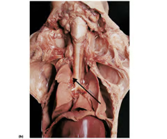 <p>What is the arrow pointing to? What’s it function? </p>