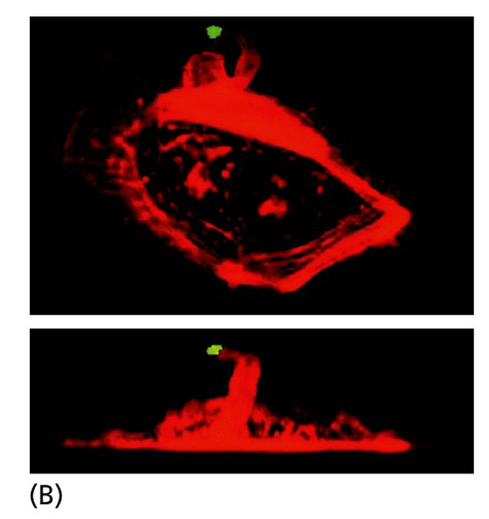 <p>How does EGF affect a cell?</p>