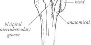 <p>Groove </p>