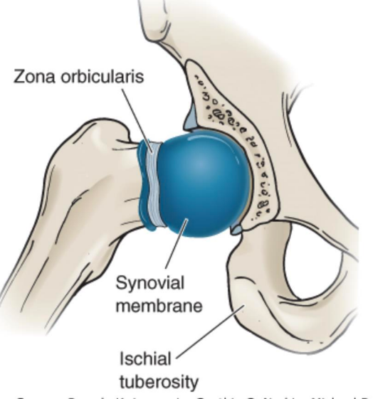 <p>surrounds femoral neck (intra-capsular) but not the trochanters (extra-capsular) </p><p>-oblique fibers form collar-like structure around femoral neck known as zone orbicularis preventing distraction of the femoral head </p>