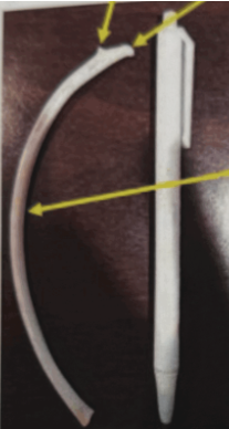 <p>What part of the rib is directly attached to the vertebrae?</p>