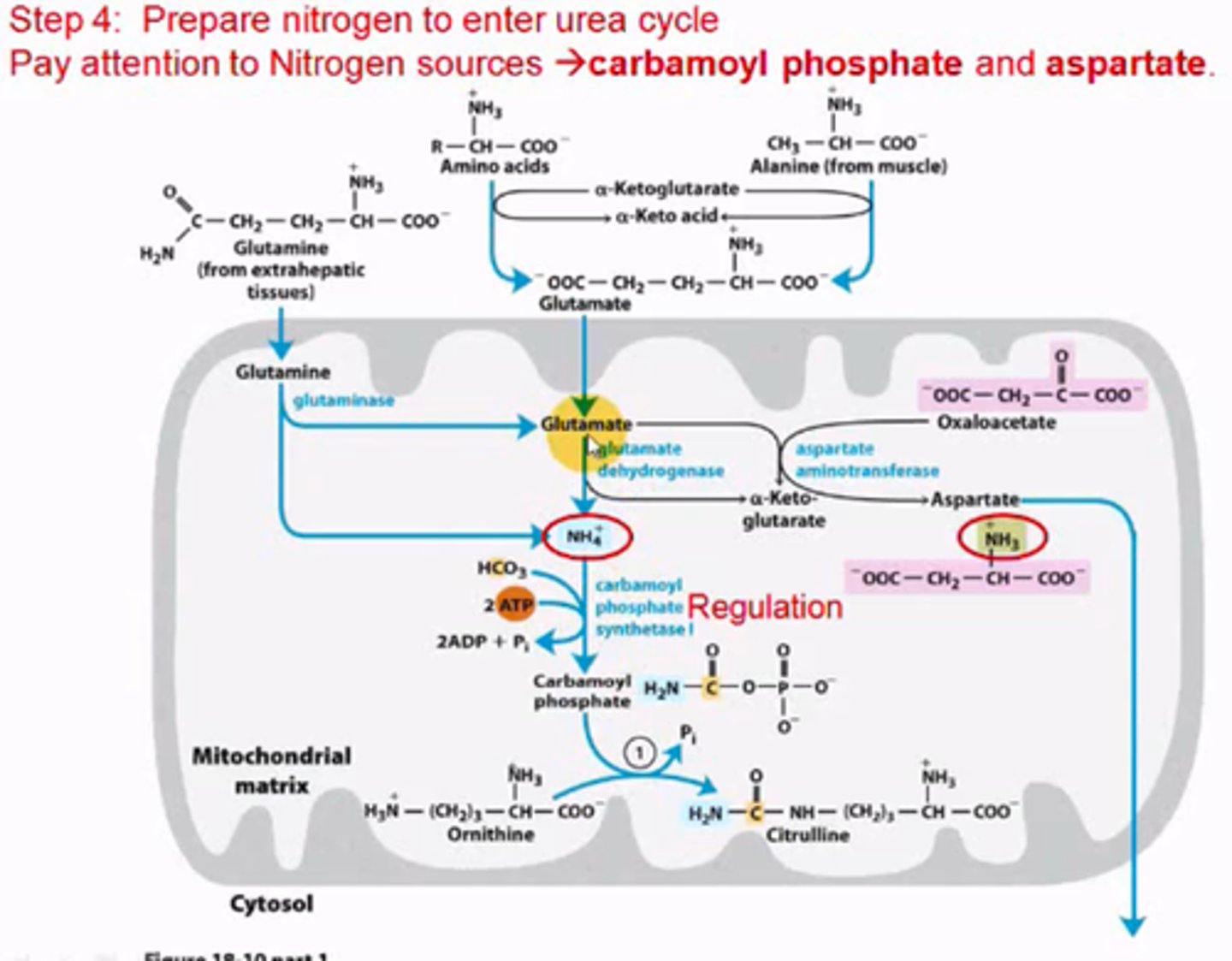 <p>Up or down-regulation of carbamoyl phosphate synthetase; requires 2 ATP to form carbamoyl phosphate from ammonium and bicarbonate.</p>