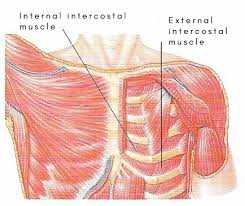 <p>origin: Inferior borders of first to eleventh ribs</p><p>insertion: Superior borders of ribs immediately below origin sites</p>