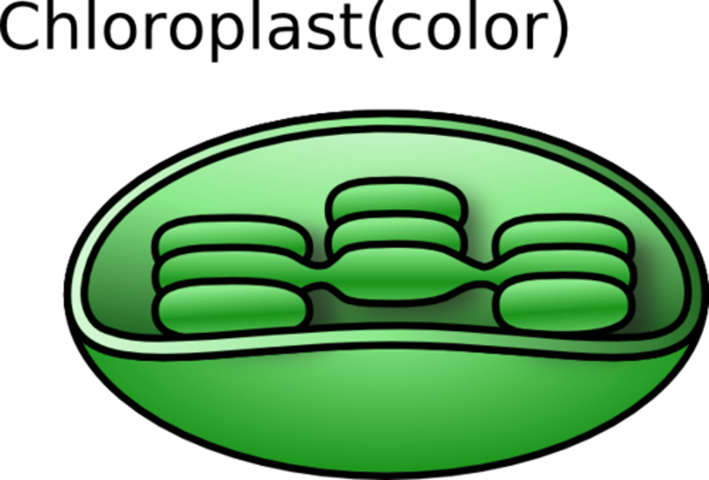 <p>Contains chlorophyll, uses sunlight to make sugar through photosynthesis. Found in plant cells.</p>