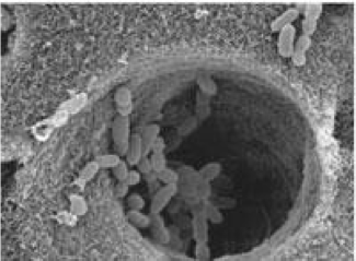 <p>what does this image show</p>