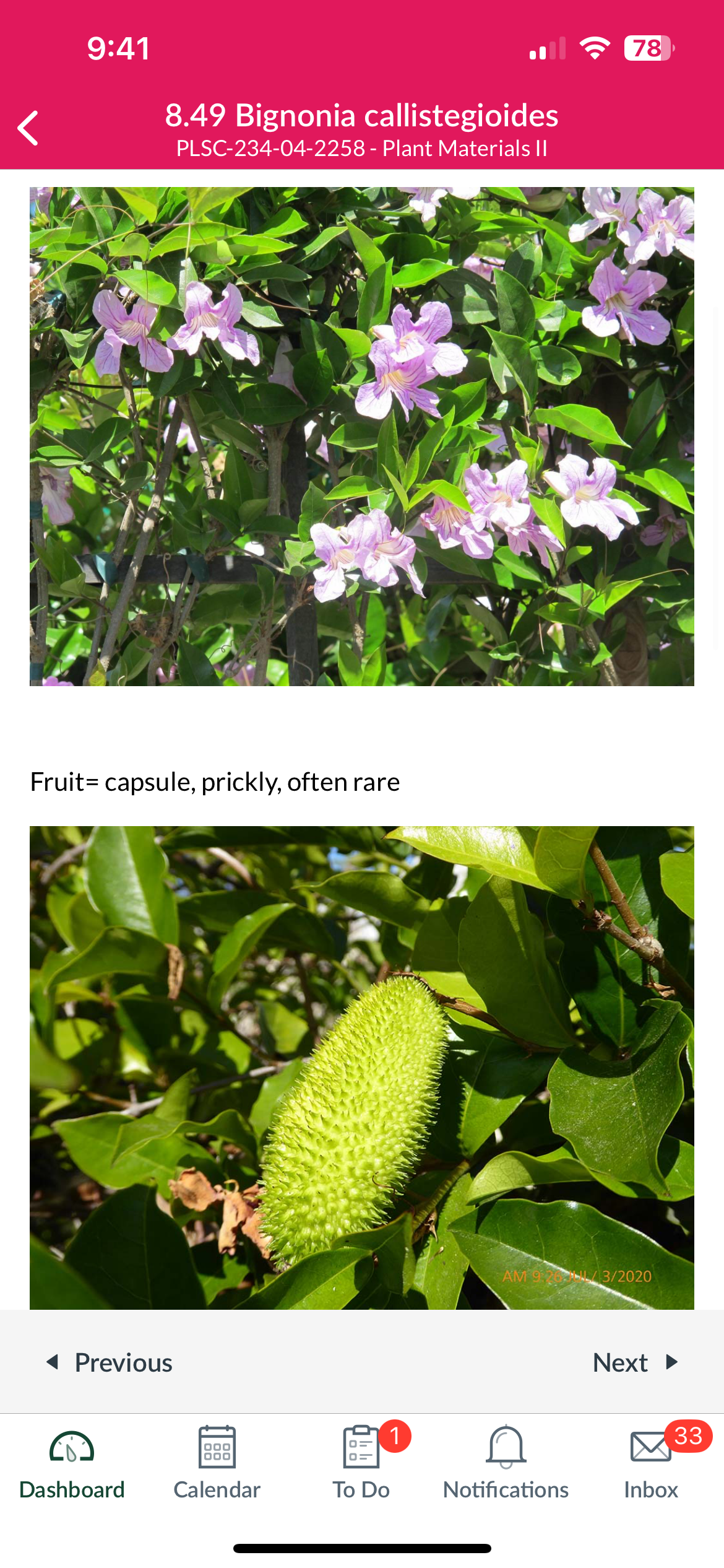 <p>Bignonia callistegiodies</p>