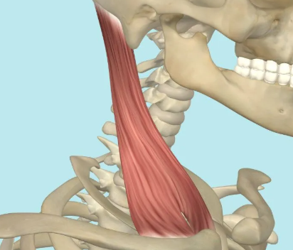 <p>sternum to mastoid (behind ear)</p><ul><li><p>head rotation and flexion</p></li></ul><p></p>