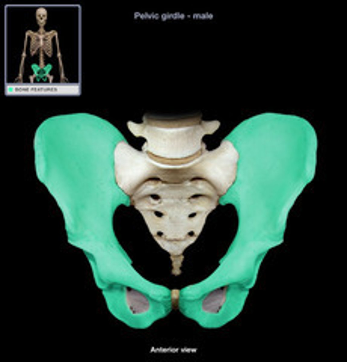 <p>Hip bones that form anterior and lateral portions of girdle. 3 fused bones (ischium, ilium, pubis)</p>