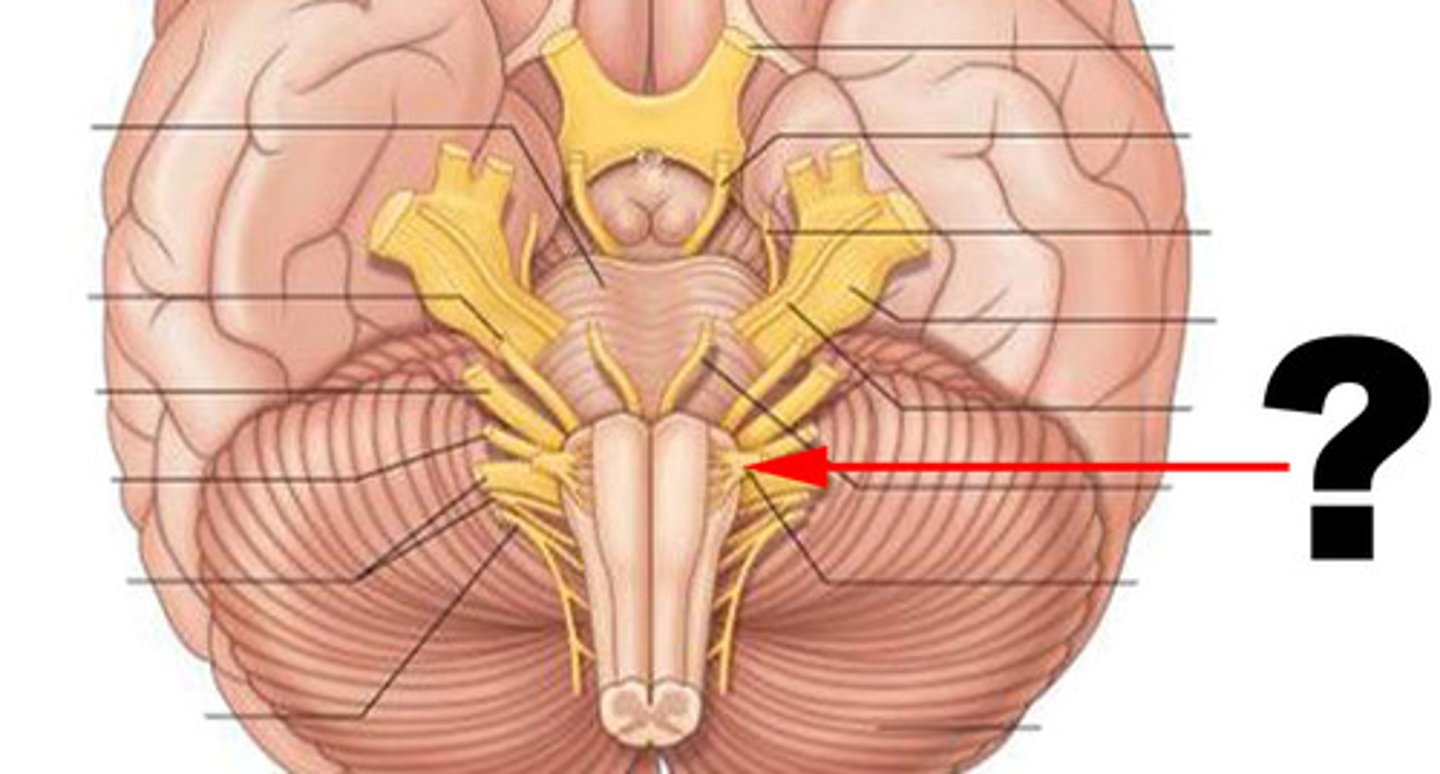 <p>Hypoglossal nerve responsible for motor control of the tongue</p>