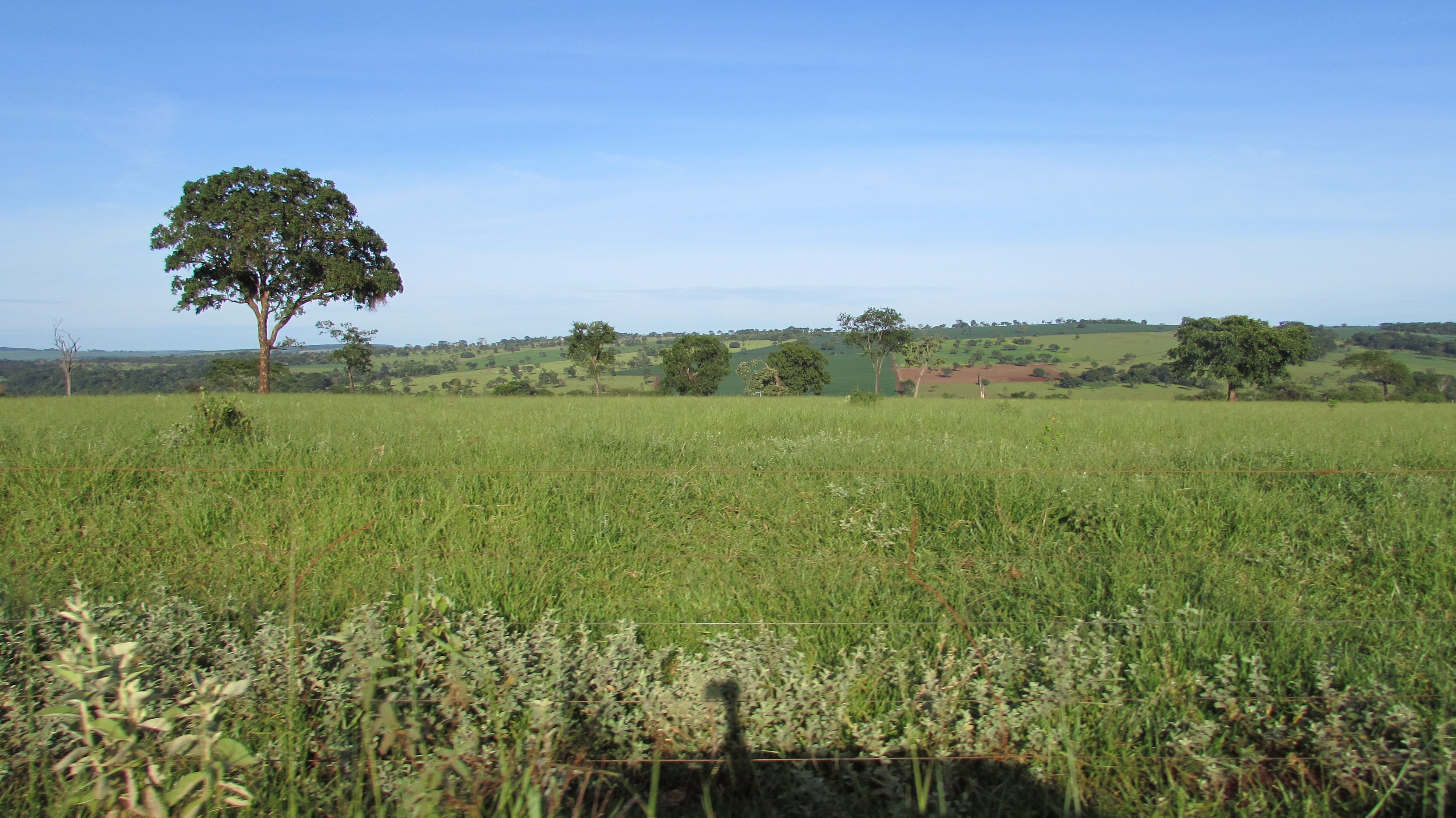<p>Grasslands</p>