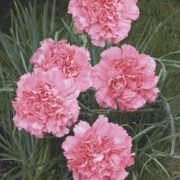 <p>Carnartion</p>