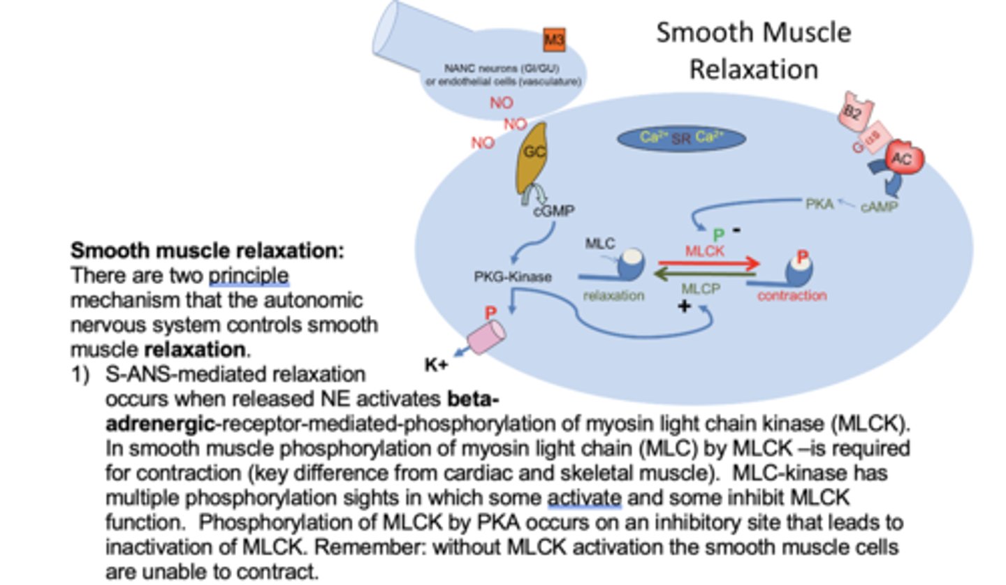 <p>Beta-2 receptor activated</p><p>The Gs coupled receptor activated.</p><p>AC activated which converts ATP to cAMP. cAMP activates pKa. pKa inactivates MLCK and does calcium sequesteration - keeps it inside SR.</p><p>pKa also activates MLC phosphatase which removes phosphate groups from MLC (relaxation).</p>