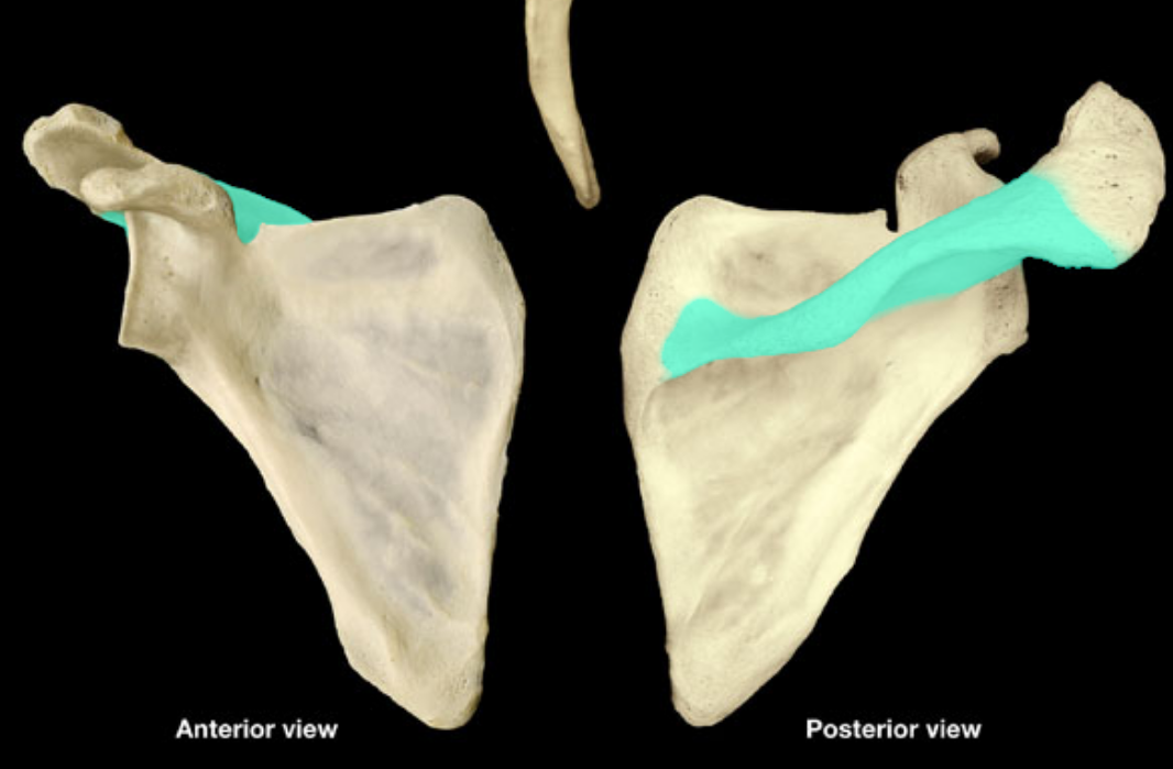 <p>what part of the scapula is highlighted</p>