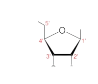 <p>aan welk nummer bindt zich de:</p><ul><li><p>fosfaatgroep</p></li><li><p>base</p></li><li><p>hydroxylgroep</p></li></ul>