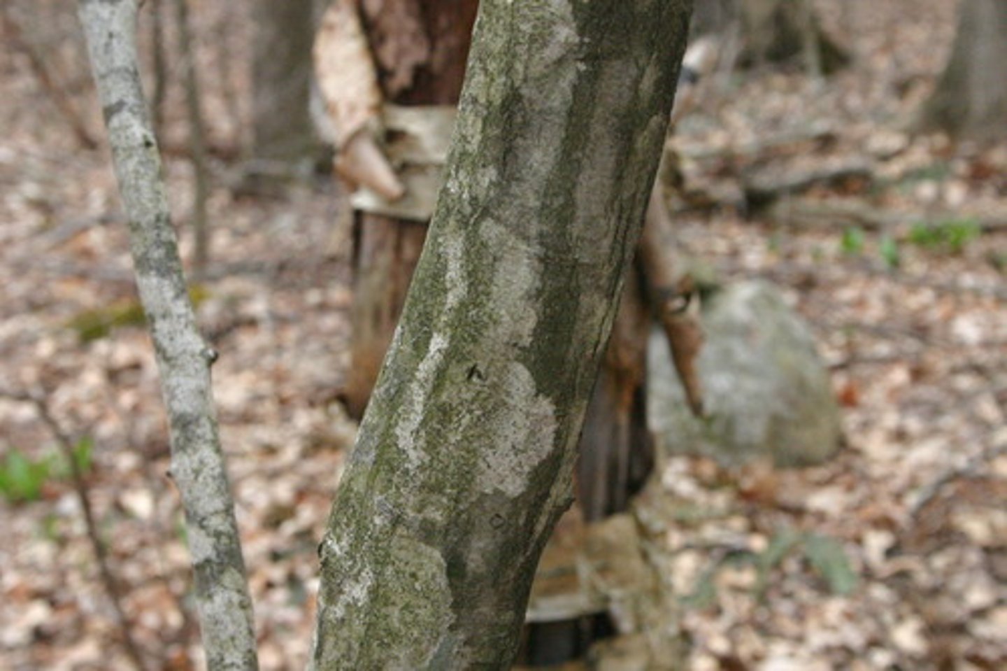 term image
