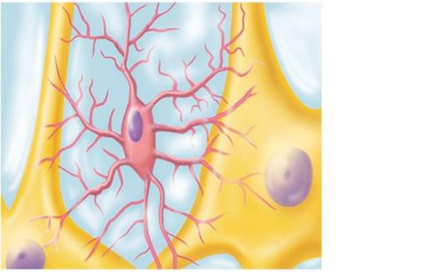 <p>- least amt and smallest</p><p>- touch nearby neurons to monitor the health and engulf cellular debris, wastes, and pathogens</p>