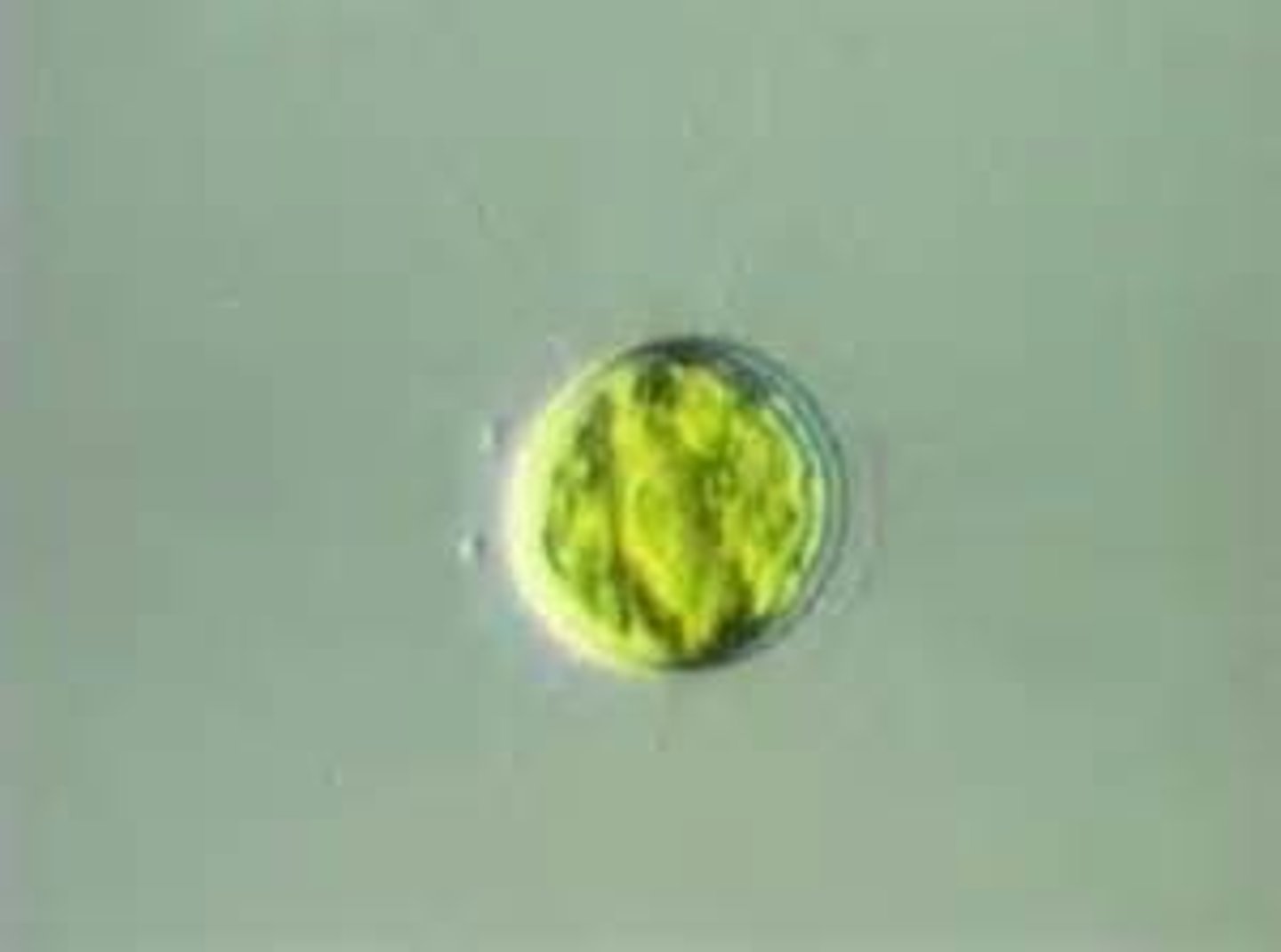 <p>Consists of a single cell, within which all life processes necessary for survival</p><p>3 multiple choice options</p>