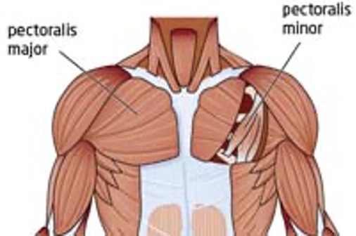 <p><strong>origin: </strong>ribs 3-5</p><p><strong>insertion:</strong> medial border and superior surface of coracoid process of scapula</p><p><strong>innervation: </strong>medial pectoral nerve C8, T1</p><p><strong>action:</strong> stabilize scapula by drawing inferior and anterior against thoracic wall, raises ribs in inspiration</p>