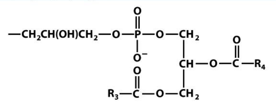<p>name of phospholipid</p>