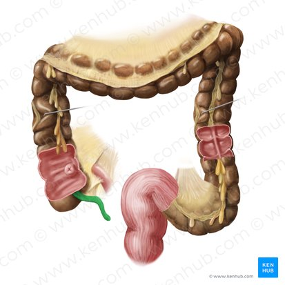 <p>A small, finger-like pouch attached to the cecum.</p>