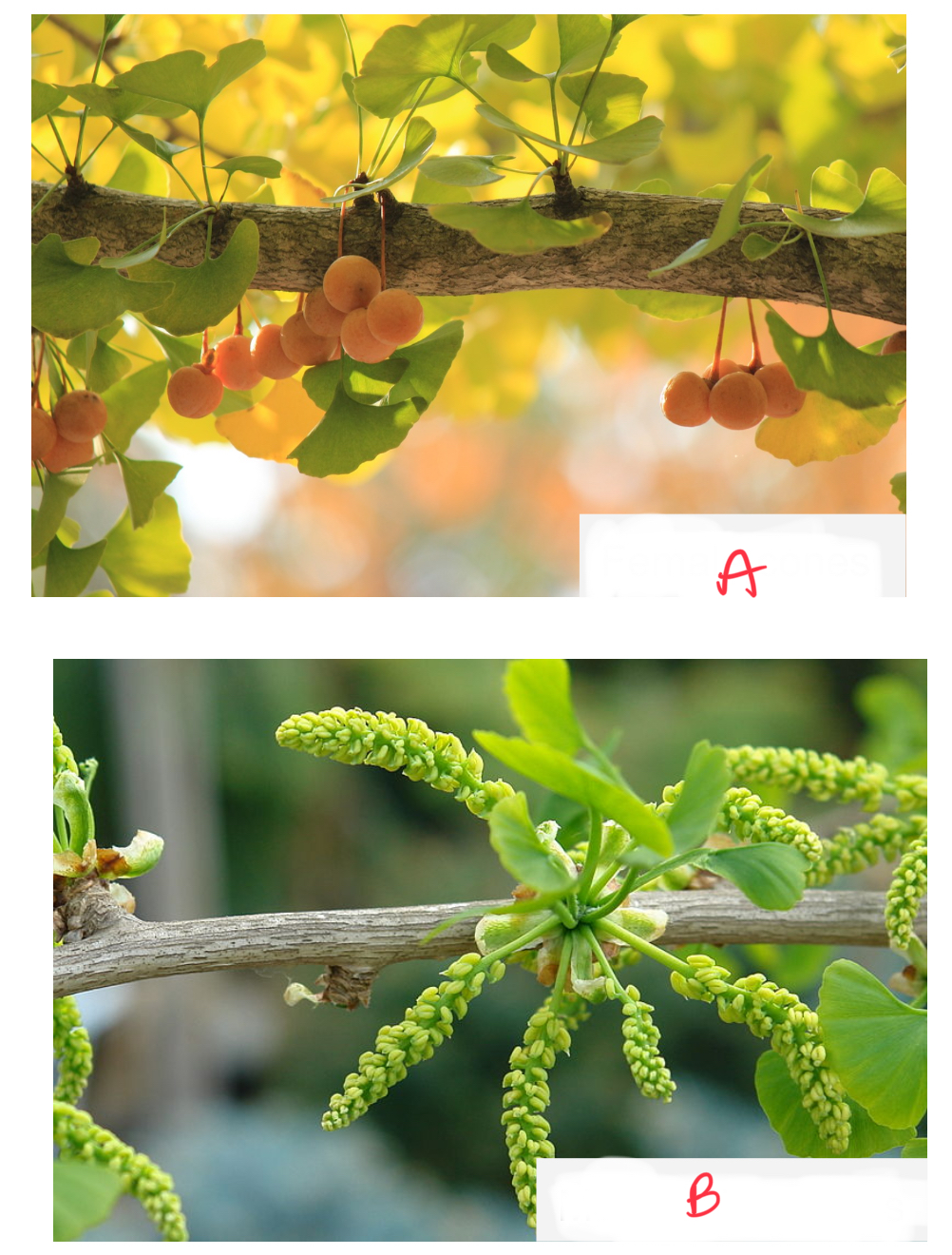 <p>Identify the organism and the structures indicated</p>