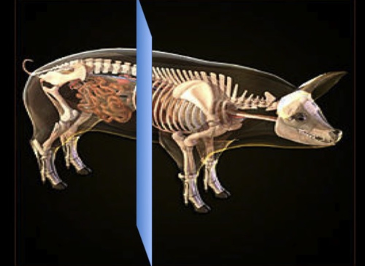 <p>Horizontal body plane dividing the body into superior (cranial) and inferior (caudal) portions.</p>