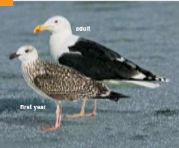 <p><span><span>Larus marinus </span></span></p>