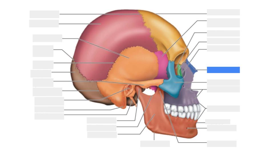 <p>Label the blue highlight</p>