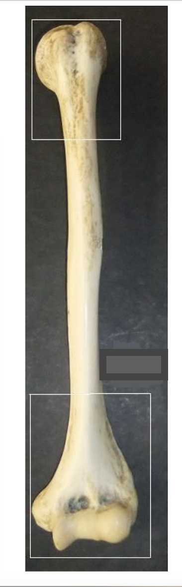 <p>Name this bone </p>