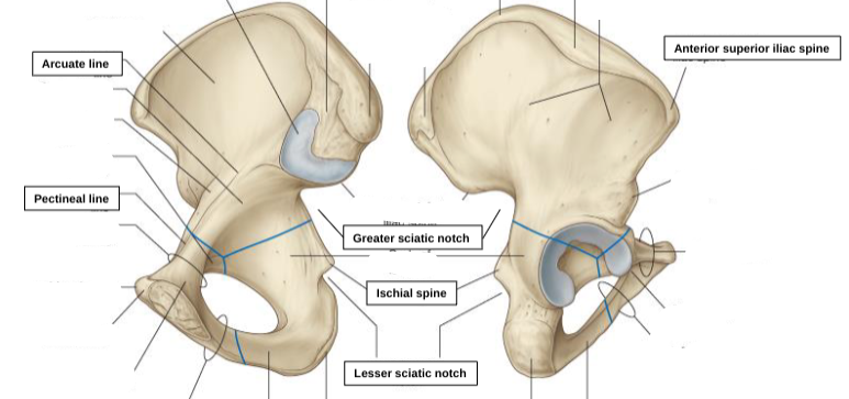 <p>lesser sciatic notch </p>