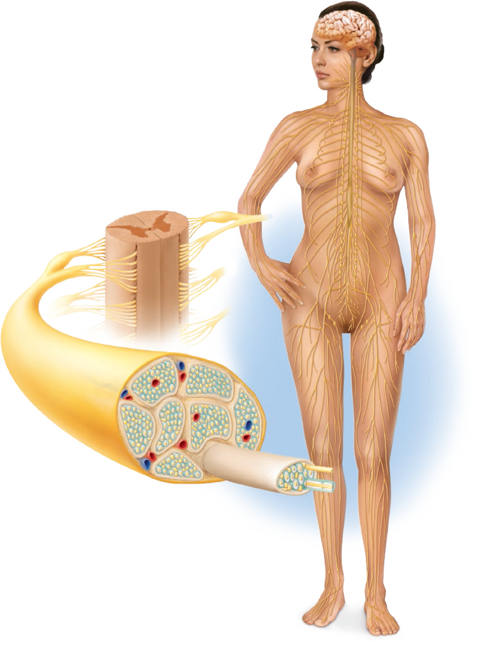<p>nerve bundle</p>