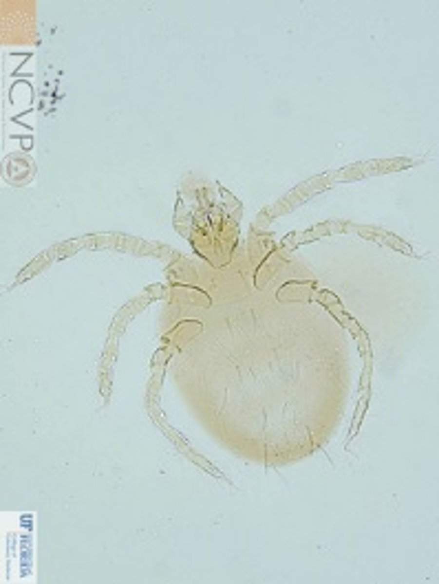 <p>chiggers</p>