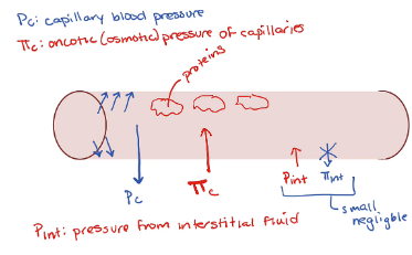 Main forces:

__Capillary blood pressure (Pc) - Outward pressure__

→ Fluid or hydrostatic pressure exerted by blood tends to force fluid out of capillary walls

\
__Plasma-colloid osmotic pressure (Plasma oncotic pressure) (π) - Inward pressure__

→ Oncotic pressure caused by colloidal dispersion of plasma proteins and it encourages fluid movement into capillaries

\
\
Minor forces:

__Interstitial fluid hydrostatic pressure - Inward pressure__

→ Pressure exerted by interstitial fluid and it tends to force fluid into capillaries, but is very low

\
__Interstitial fluid–colloid osmotic pressure (Interstitial oncotic pressure) - Outward pressure__

→ Plasma proteins in interstitial fluid but it’s very low and doesn’t contribute significantly to bulk flow