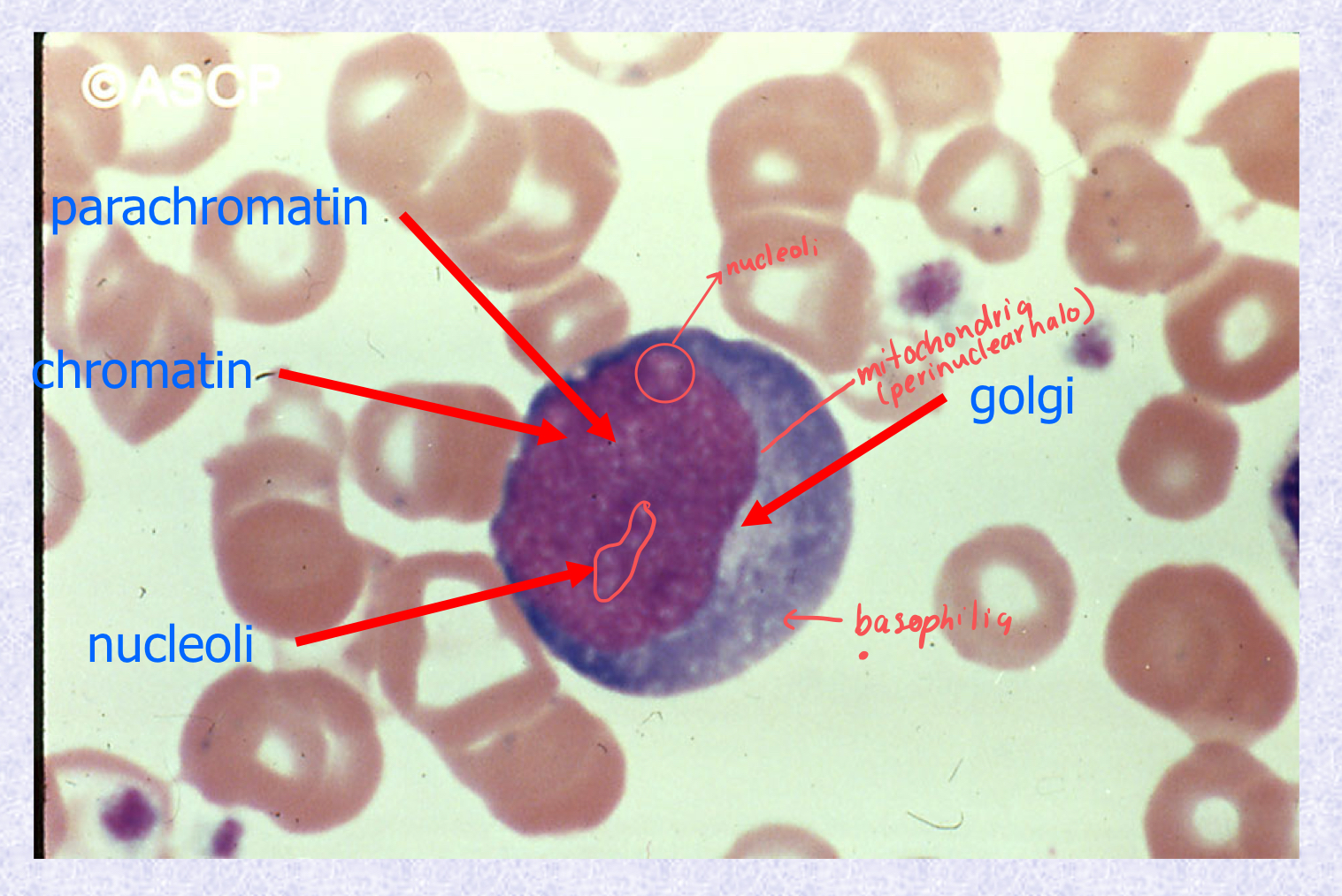 <p>What stage of Neutrophil Maturation is shown?</p>