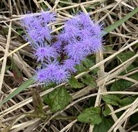 <p>No ray florets, dark blue/purple disc florets, opposite leaves, 1.5-2 ft tall</p>