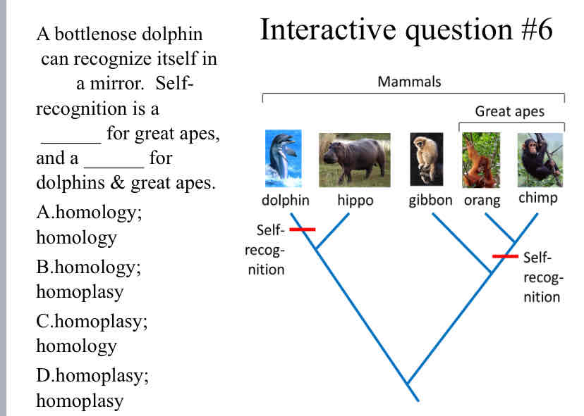 <p>Practice Question (Shared Traits) - A bottlenose dolphin &nbsp;can recognize itself in &nbsp; &nbsp; &nbsp; &nbsp; a mirror. &nbsp;Self-recognition is a &nbsp;______ for great apes, and a ______ for dolphins &amp; great apes.</p><p><br></p>