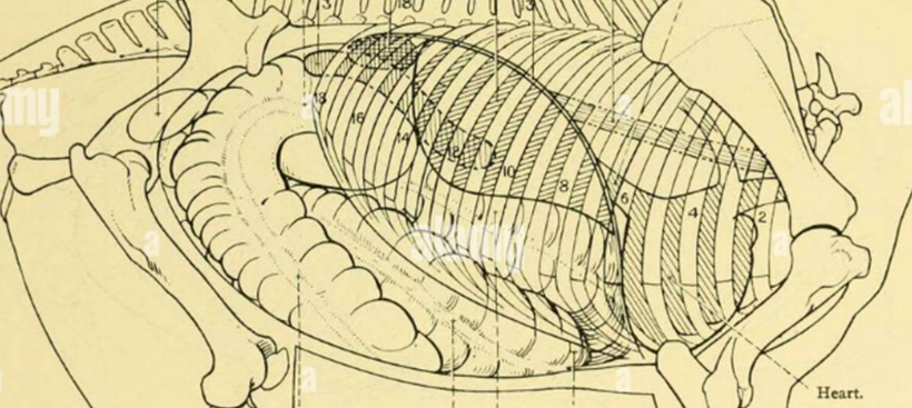 <p>What are all the organs?</p>