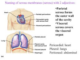 <p>Serous Membranes</p>